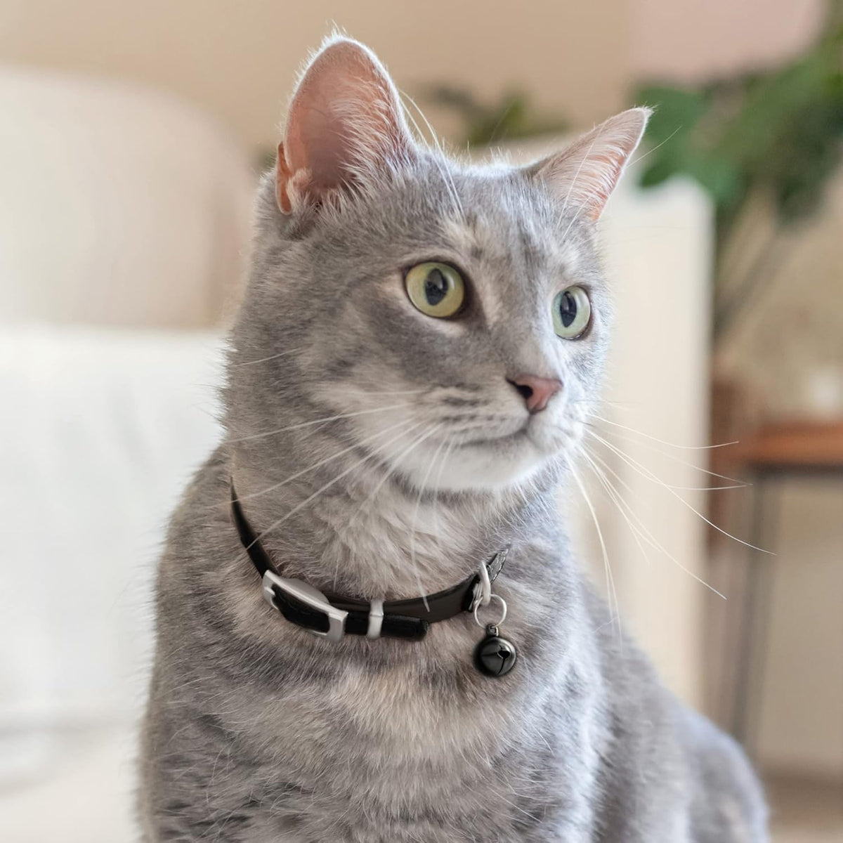 Leather Cat Collar with Bell