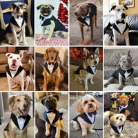 XL Dog Tuxedo Set